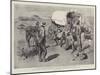 The Crisis in the Transvaal, Fighting their Battles over Again-Charles Edwin Fripp-Mounted Giclee Print