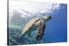 The Critically Endangered Hawksbill Turtle (Eretmochelys Imbricata)-Mark Doherty-Stretched Canvas