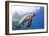 The Critically Endangered Hawksbill Turtle (Eretmochelys Imbricata)-Mark Doherty-Framed Photographic Print