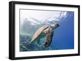 The Critically Endangered Hawksbill Turtle (Eretmochelys Imbricata)-Mark Doherty-Framed Photographic Print