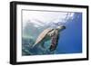 The Critically Endangered Hawksbill Turtle (Eretmochelys Imbricata)-Mark Doherty-Framed Photographic Print