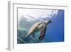 The Critically Endangered Hawksbill Turtle (Eretmochelys Imbricata)-Mark Doherty-Framed Photographic Print