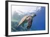 The Critically Endangered Hawksbill Turtle (Eretmochelys Imbricata)-Mark Doherty-Framed Photographic Print