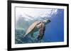 The Critically Endangered Hawksbill Turtle (Eretmochelys Imbricata)-Mark Doherty-Framed Photographic Print