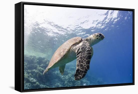 The Critically Endangered Hawksbill Turtle (Eretmochelys Imbricata)-Mark Doherty-Framed Stretched Canvas