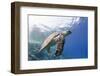 The Critically Endangered Hawksbill Turtle (Eretmochelys Imbricata)-Mark Doherty-Framed Photographic Print