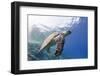 The Critically Endangered Hawksbill Turtle (Eretmochelys Imbricata)-Mark Doherty-Framed Photographic Print