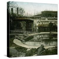 The Crocodiles of the Jardin D'Acclimatation, Paris (XVIth Arrondissement), Circa 1895-Leon, Levy et Fils-Stretched Canvas