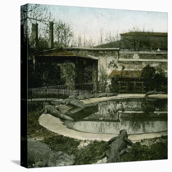 The Crocodiles of the Jardin D'Acclimatation, Paris (XVIth Arrondissement), Circa 1895-Leon, Levy et Fils-Stretched Canvas