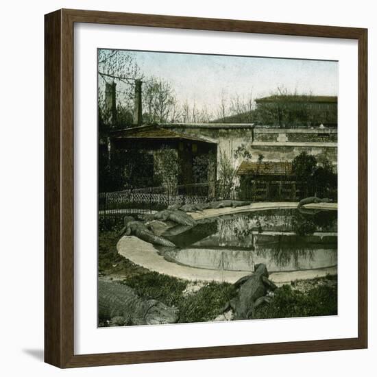 The Crocodiles of the Jardin D'Acclimatation, Paris (XVIth Arrondissement), Circa 1895-Leon, Levy et Fils-Framed Photographic Print