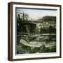 The Crocodiles of the Jardin D'Acclimatation, Paris (XVIth Arrondissement), Circa 1895-Leon, Levy et Fils-Framed Photographic Print