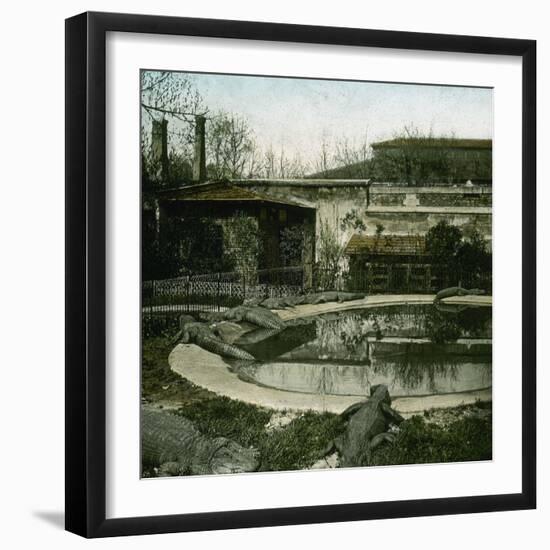 The Crocodiles of the Jardin D'Acclimatation, Paris (XVIth Arrondissement), Circa 1895-Leon, Levy et Fils-Framed Photographic Print