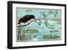 The Crow and the Frog-null-Framed Art Print