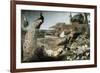 The Crow in Peacock Feathers-Frans Snyders-Framed Giclee Print