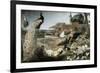 The Crow in Peacock Feathers-Frans Snyders-Framed Giclee Print