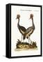 The Crowned African Crane, 1749-73-George Edwards-Framed Stretched Canvas