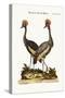 The Crowned African Crane, 1749-73-George Edwards-Stretched Canvas