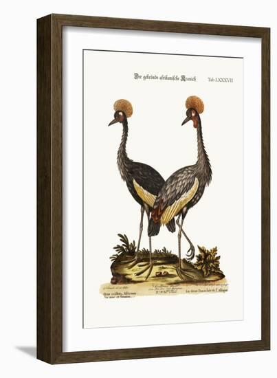 The Crowned African Crane, 1749-73-George Edwards-Framed Giclee Print