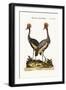 The Crowned African Crane, 1749-73-George Edwards-Framed Giclee Print