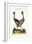 The Crowned African Crane, 1749-73-George Edwards-Framed Giclee Print