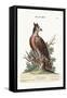 The Crowned Eagle, 1749-73-George Edwards-Framed Stretched Canvas