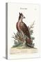 The Crowned Eagle, 1749-73-George Edwards-Stretched Canvas