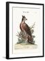The Crowned Eagle, 1749-73-George Edwards-Framed Giclee Print