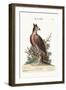 The Crowned Eagle, 1749-73-George Edwards-Framed Giclee Print