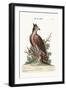 The Crowned Eagle, 1749-73-George Edwards-Framed Giclee Print