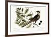 The Cuckow of Carolina, 1749-73-Mark Catesby-Framed Giclee Print