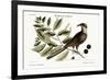 The Cuckow of Carolina, 1749-73-Mark Catesby-Framed Giclee Print