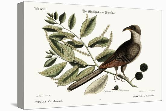 The Cuckow of Carolina, 1749-73-Mark Catesby-Stretched Canvas