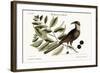 The Cuckow of Carolina, 1749-73-Mark Catesby-Framed Giclee Print