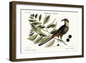 The Cuckow of Carolina, 1749-73-Mark Catesby-Framed Giclee Print