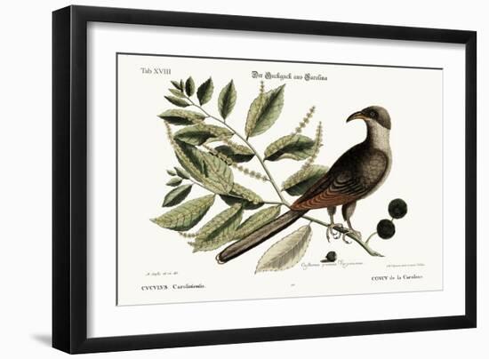 The Cuckow of Carolina, 1749-73-Mark Catesby-Framed Giclee Print