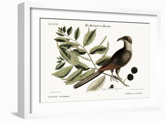 The Cuckow of Carolina, 1749-73-Mark Catesby-Framed Giclee Print