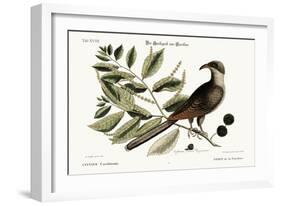 The Cuckow of Carolina, 1749-73-Mark Catesby-Framed Giclee Print