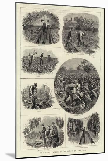 The Cultivation of Tobacco in England-null-Mounted Giclee Print