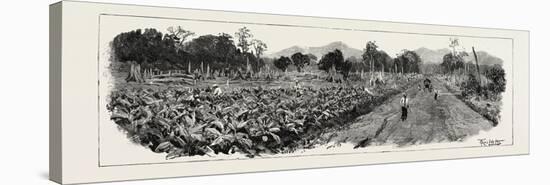 The Cultivation of Tobacco in Sumatra, Indonesia: the Growing Crop, 1890-null-Stretched Canvas