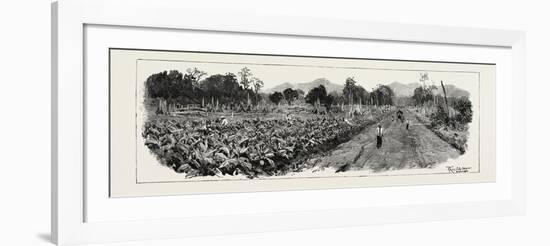 The Cultivation of Tobacco in Sumatra, Indonesia: the Growing Crop, 1890-null-Framed Giclee Print