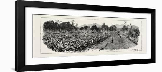 The Cultivation of Tobacco in Sumatra, Indonesia: the Growing Crop, 1890-null-Framed Giclee Print