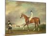 The Cur Chestnut Racehorse with Jockey Up on Newmarket Heath-John E. Ferneley-Mounted Giclee Print