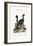 The Curasso-Bird, and the Cushew-Bird, 1749-73-George Edwards-Framed Giclee Print