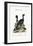 The Curasso-Bird, and the Cushew-Bird, 1749-73-George Edwards-Framed Giclee Print