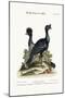 The Curasso-Bird, and the Cushew-Bird, 1749-73-George Edwards-Mounted Giclee Print