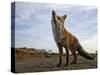 The Curious Fox-Gert Van-Stretched Canvas