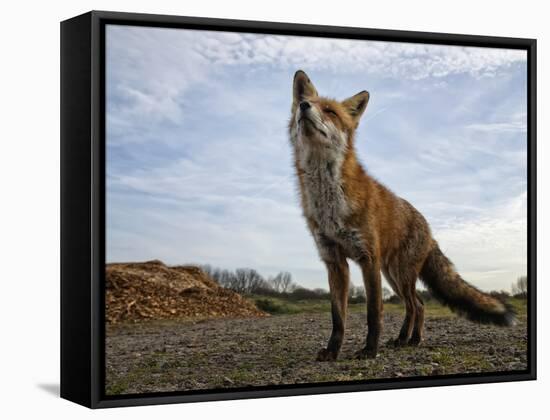 The Curious Fox-Gert Van-Framed Stretched Canvas