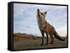 The Curious Fox-Gert Van-Framed Stretched Canvas