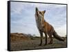 The Curious Fox-Gert Van-Framed Stretched Canvas