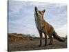 The Curious Fox-Gert Van-Stretched Canvas